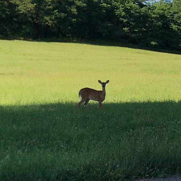 Meet your Posher, Linzy Woolzy! - Picture 1 of 1